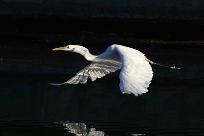 Egrets 8-28-12 041-web.jpg