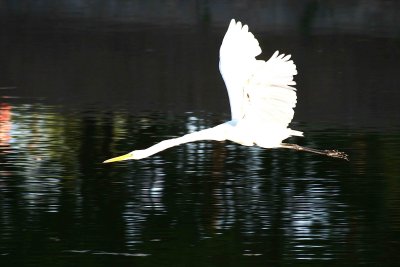 Egrets 8-28-12 046-web.jpg