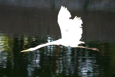 Egrets 8-28-12 046-web1.jpg