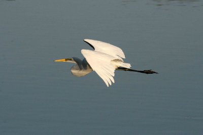 Egrets 8-28-12 050-web.jpg