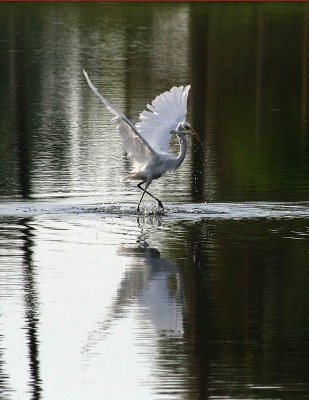 Egrets8-15-12055-web.jpg