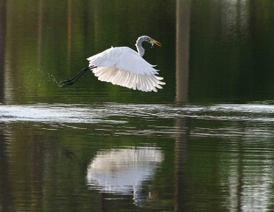 Egrets8-15-12057-web.jpg