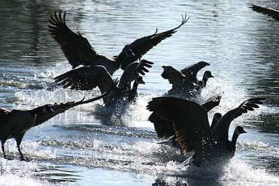 Geese 12-12 141-web.jpg
