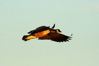 Goose 12-12 101-web.jpg