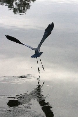HERON 12-24-12 093-web.jpg