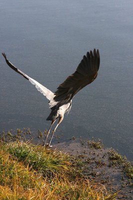 HERON 12-24-12 107-web.jpg