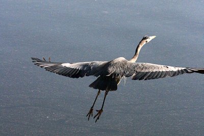 HERON 12-24-12 108-web.jpg