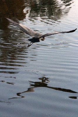 HERON 12-24-12 110-web.jpg