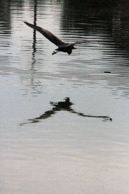 HERON 12-24-12 113-web.jpg
