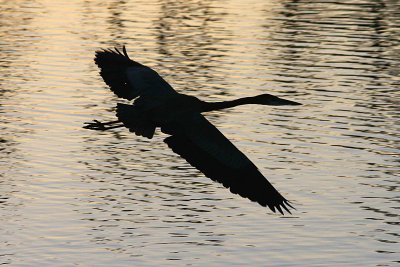 Heron 11-27-12 011-web.jpg