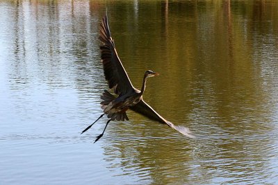 Heron 11-27-12 030-web.jpg