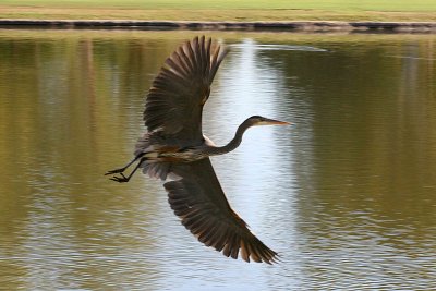 Heron 11-27-12 031-web.jpg