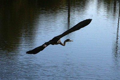 Heron 11-27-12 032-web.jpg