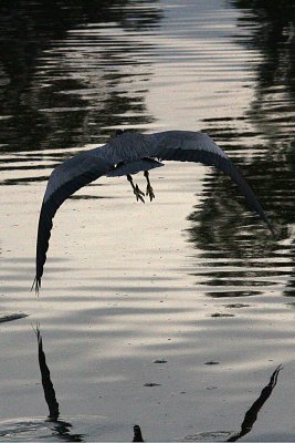 Heron 12-24-12 050-web.jpg