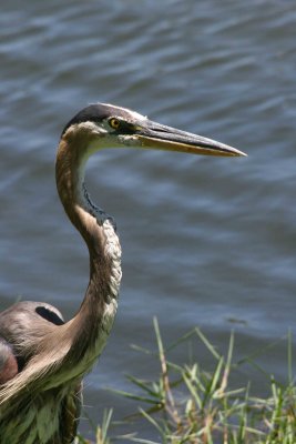 Heron 6-9-12 029-web.jpg