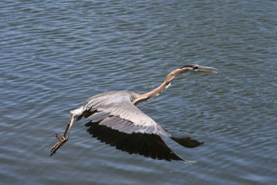 Heron 6-9-12 056-web.jpg