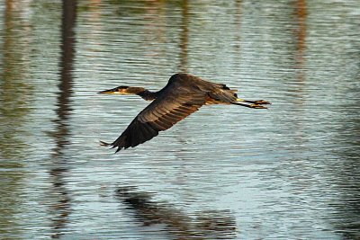 Heron 8-28-12 068-web.jpg