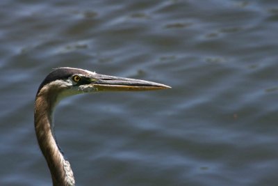 Heron6-9-12054-web.jpg