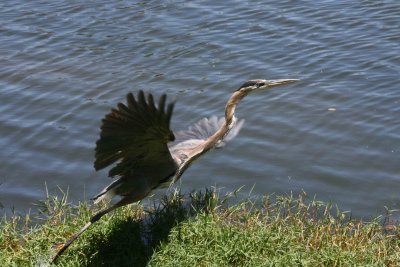 Heron6-9-12055-web.jpg