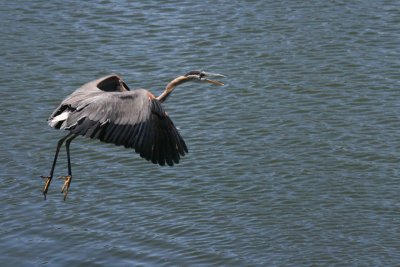 Heron6-9-12057-web.jpg