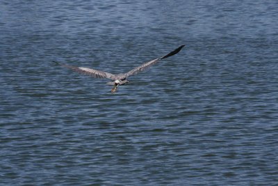 Heron6-9-12063-web.jpg