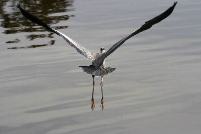 Herons 12-30-12 001-web.jpg