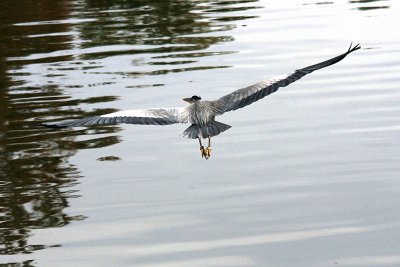 Herons 12-30-12 003-web.jpg