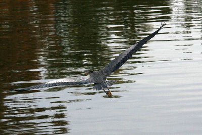Herons 12-30-12 004-web.jpg