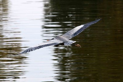 Herons 12-30-12 005-web.jpg
