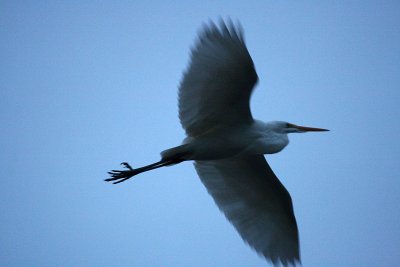 Herons 12-30-12 080-web.jpg