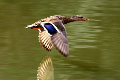 Mallard 11-27-12 060-web.jpg