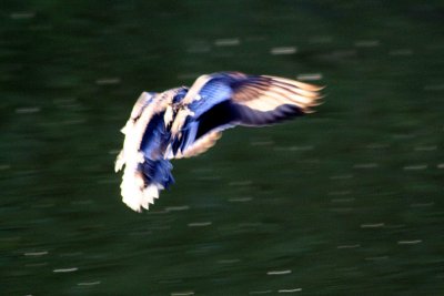 Mallard 11-27-12 071-web.jpg