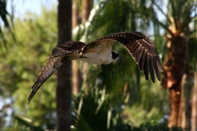 Osprey 10-13-12 021-web.jpg