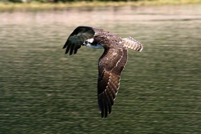 Osprey 10-13-12 163-web.jpg