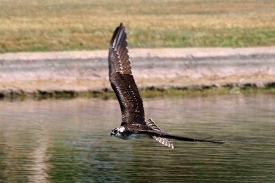 Osprey 10-13-12 165-web.jpg