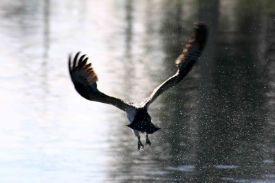 Osprey 10-15-12 085-web.jpg