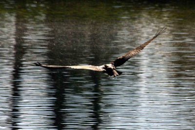 Osprey 10-15-12 090-web.jpg
