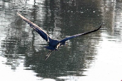 herons 12-12 013-web.jpg