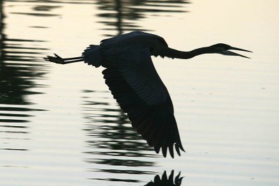 herons 12-12 023-web.jpg