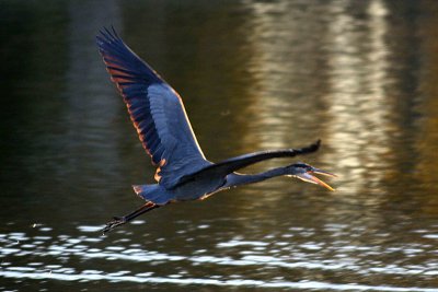 herons 12-12 068-web.jpg