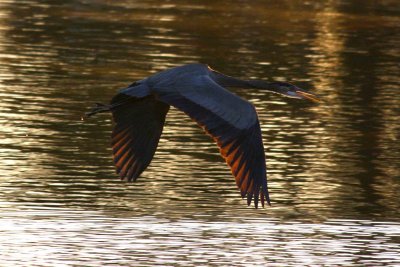 herons 12-12 071-web.jpg