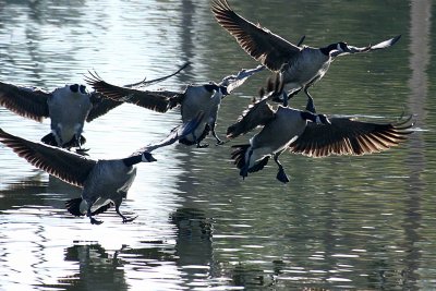 herons 12-12 138-web.jpg