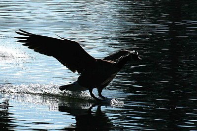 herons 12-12 140-web.jpg