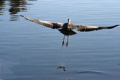 Birding In Scottsdale