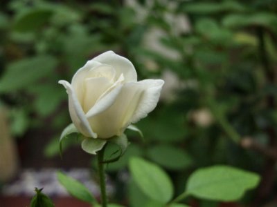 DSCF6054SEre.jpg