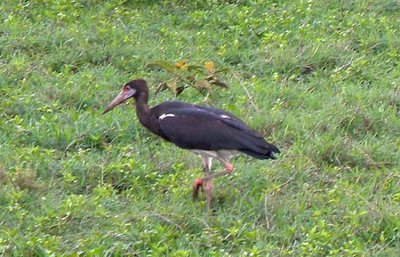 Abdim stork