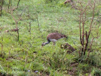 White bellied bustard