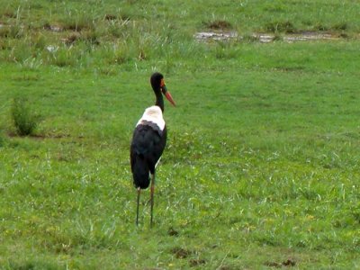 Sadelbilledstork