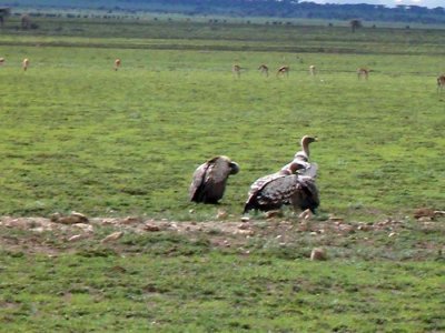 Gamar
