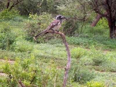 Grey Hornbill